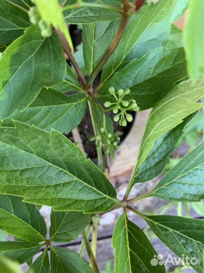 Виноград девичий