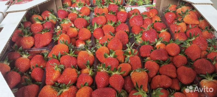Клубника оптом