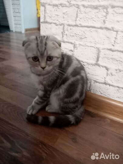 Шотландский мраморный вислоухий котенок