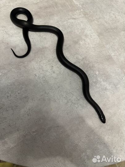 Королевская змея нигрита