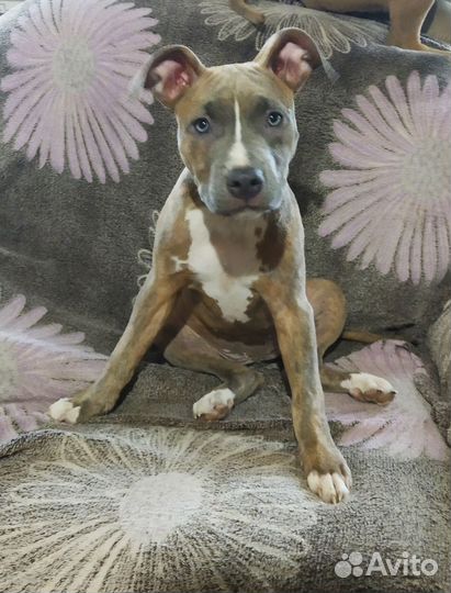 Девочка Питбуль