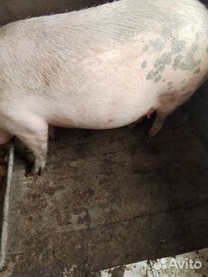 Свиноматка