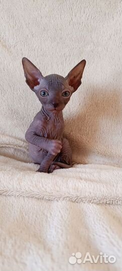 Донской сфинкс котята