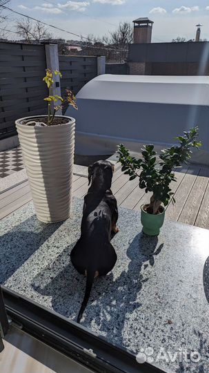 Такса вязка