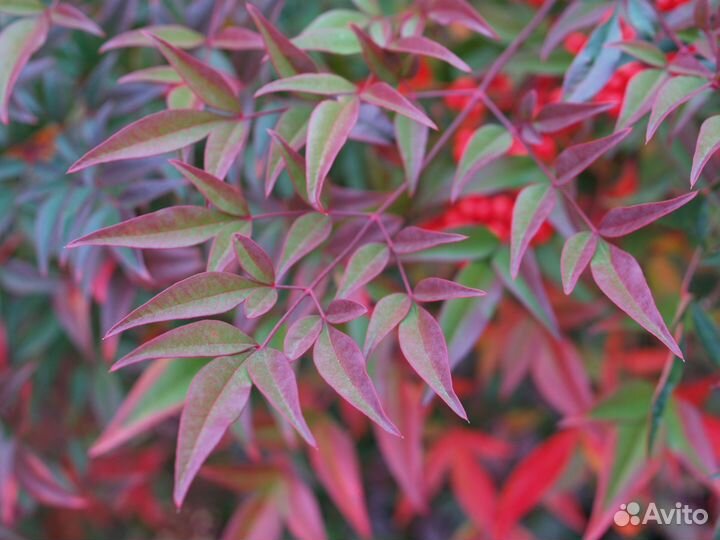 Нандина домашняя, семена