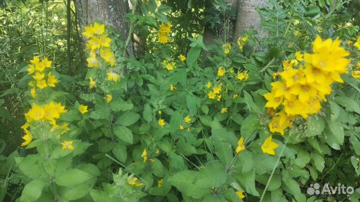 Садовые растения, рассада