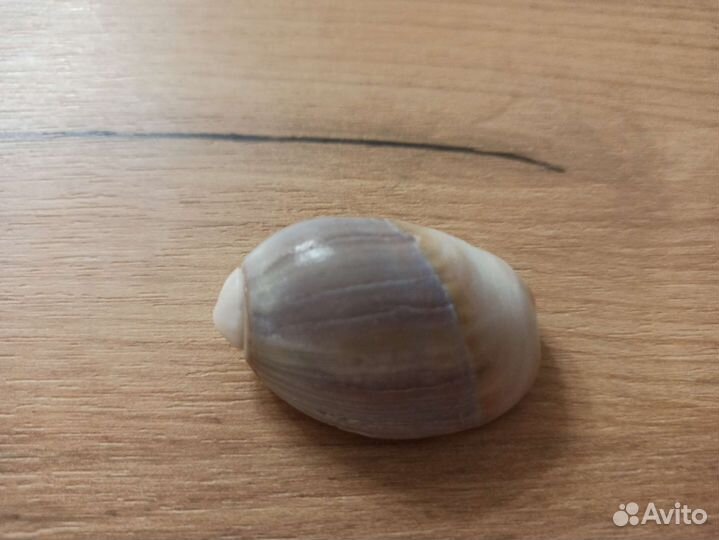 Морская раковина