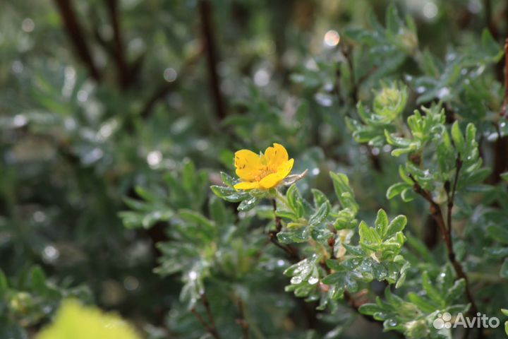 Зеркальный фотоаппарат Canon 50d