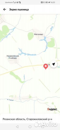 Зерно пшеница