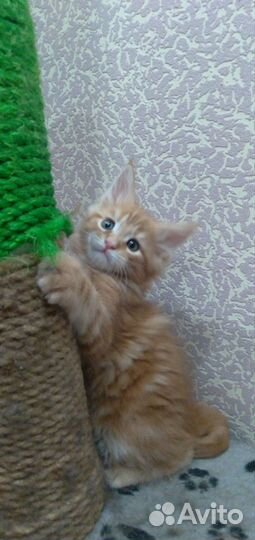 Котята мейн-кун