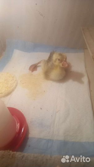 Инкубатор для яиц