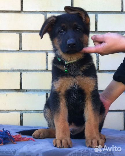 Крупный кобель