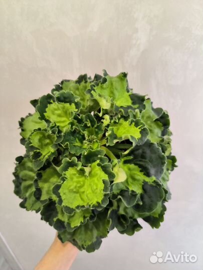 Фиалка листовая химера