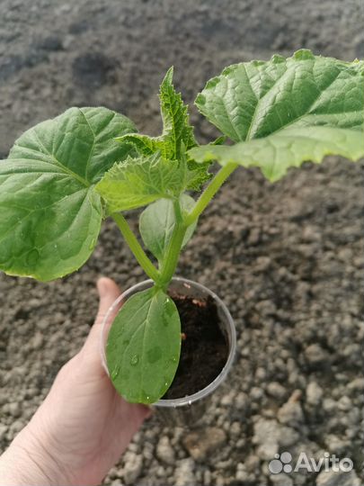 Рассада огурцов