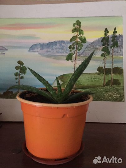 Детки Алоэ Вера