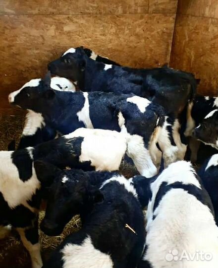 Телята(бычки,тёлки)