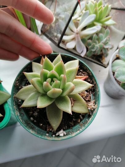 Растения для флорариума суккуленты