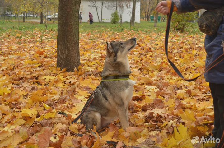 Глаша-собака с неограниченными возможностями
