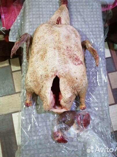 Мясо утка, гусь, курица