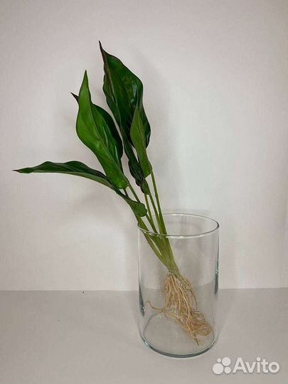 Искусственные растения силиконовые Калатея