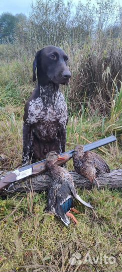 Курцхаар вязка