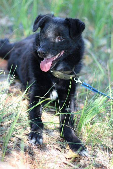 Собака в добрые руки