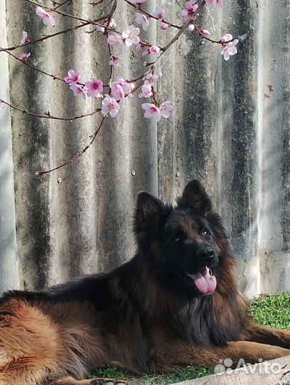 Черная немецкая овчарка вязка