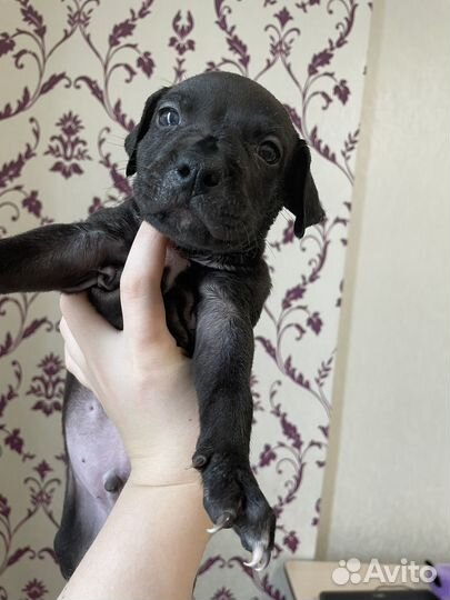 Щенки питбуля