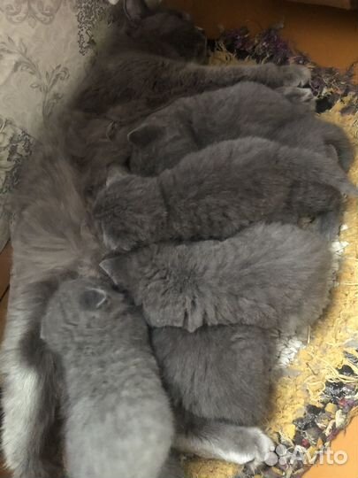 Британские котята