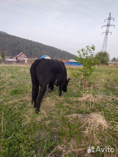 Бык абердин ангус