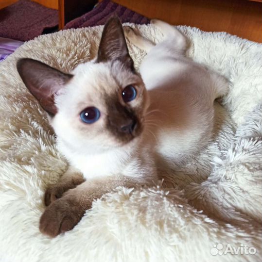 Тайские котята