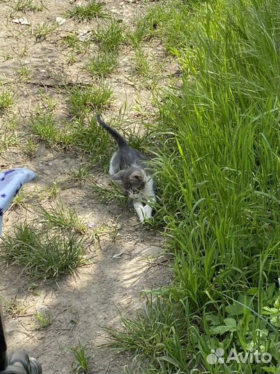Коты бесплатно