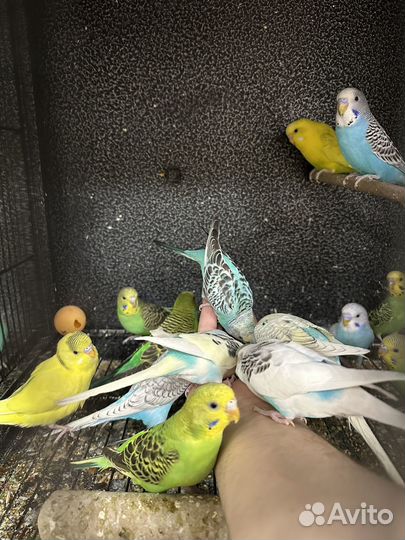 Поппугай волнистый