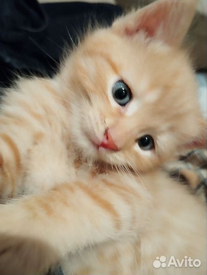 Котёнок мальчик в дар