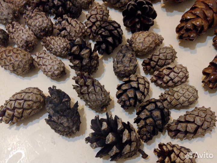 Шишки сосновые