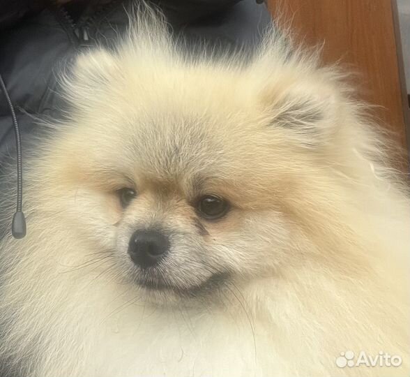 Шпиц померанский