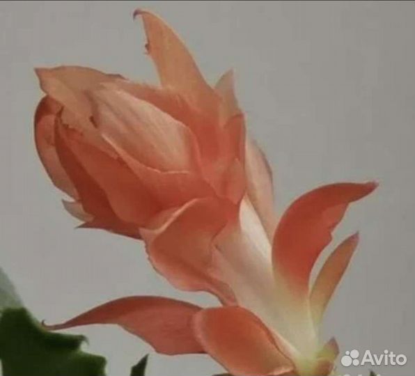 Шлюмбергера (декабрист) редких сортов