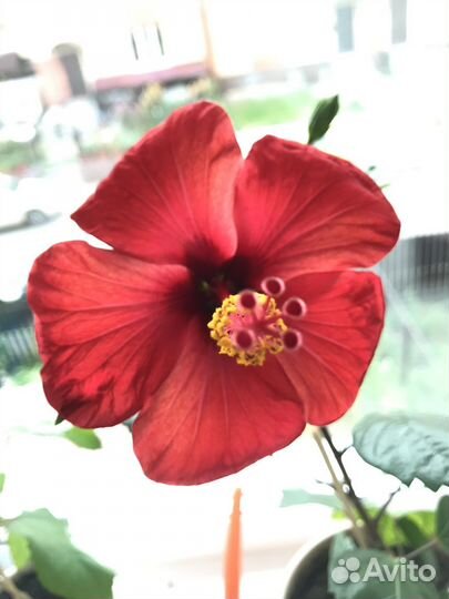 Гибискус красный