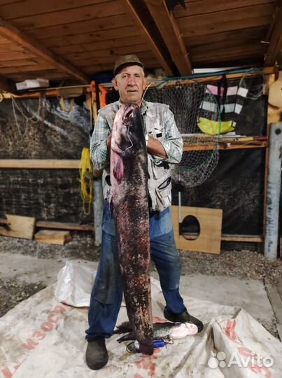 Квок для ловли сома