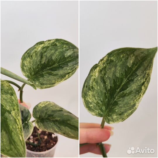 Сциндапсусы и эпипремнумы