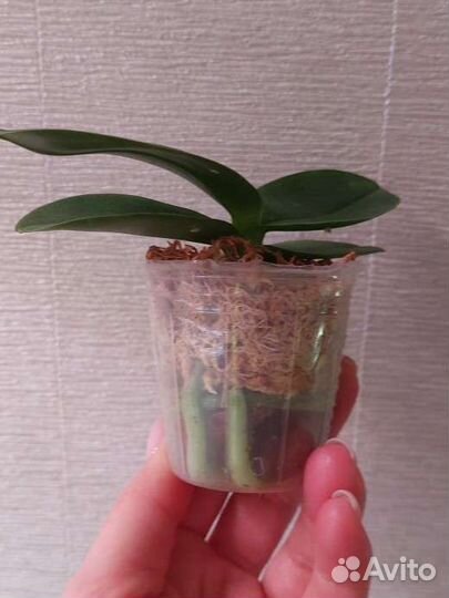 Орхидея фаленопсис Zheng Min Ziricote