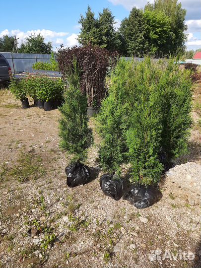 Туя Смарагд