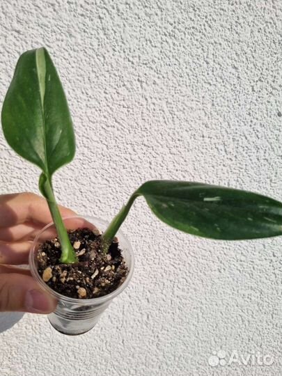 Сциндапсусы и Филодендроны