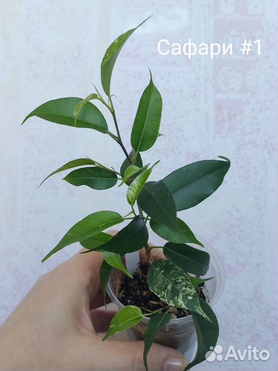 Фикусы Сафари, Пандора, мини Барок, Кинки и др