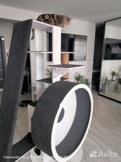 Домик для кошки с беговым колесом