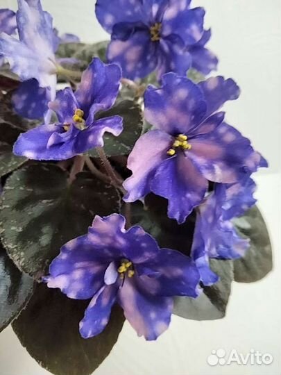 Продаю стартеры фиалок,некоторые цветут