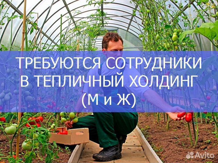 Сотрудник в тепличный холдинг