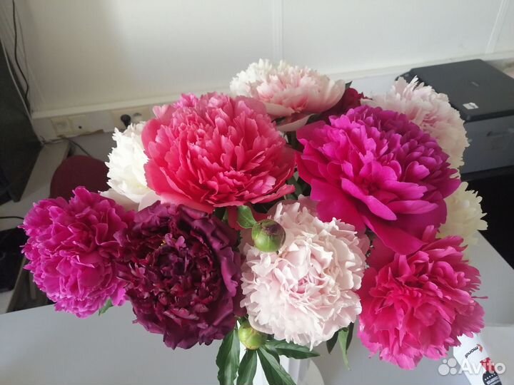 Пионы на посадку