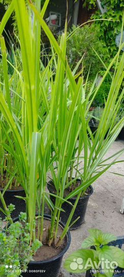 Лаванда,чабрец,шалфей,барбарис