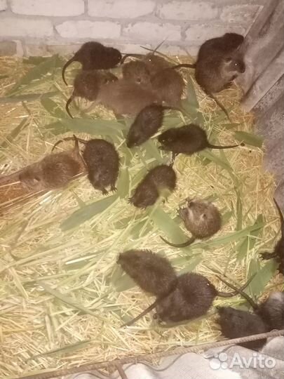 Нутрии малыши